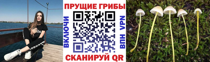 МЕГА ССЫЛКА  Мыски  Галлюциногенные грибы Cubensis 